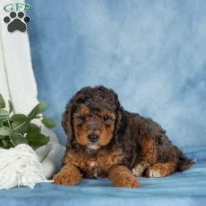 Bentley, Miniature Poodle Puppy