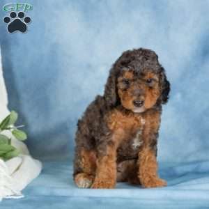 Bentley, Miniature Poodle Puppy