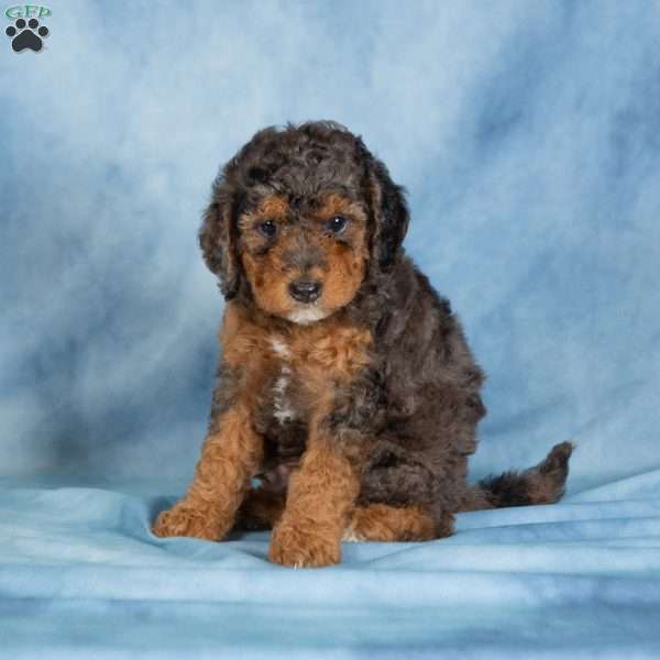 Bentley, Miniature Poodle Puppy