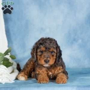 Bentley, Miniature Poodle Puppy