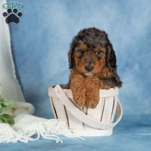 Bentley, Miniature Poodle Puppy