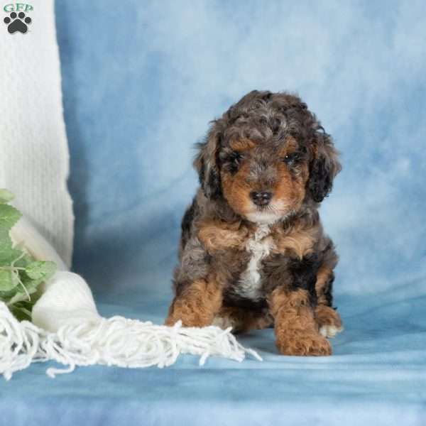 Bandit, Miniature Poodle Puppy