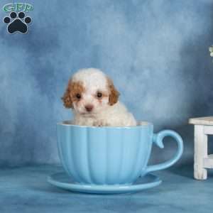 Peanut, Miniature Poodle Puppy