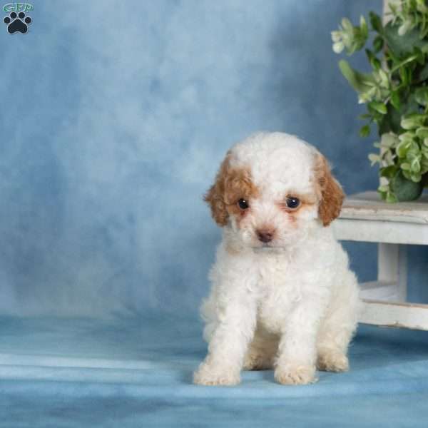 Peanut, Miniature Poodle Puppy
