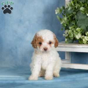 Peanut, Miniature Poodle Puppy
