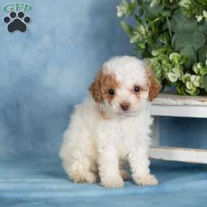Peanut, Miniature Poodle Puppy