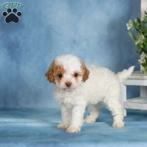 Peanut, Miniature Poodle Puppy