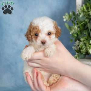 Peanut, Miniature Poodle Puppy