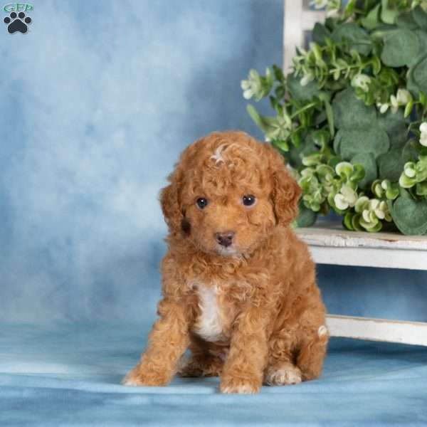 Buster, Miniature Poodle Puppy