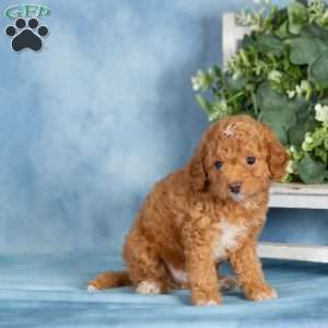 Buster, Miniature Poodle Puppy