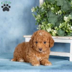Buster, Miniature Poodle Puppy