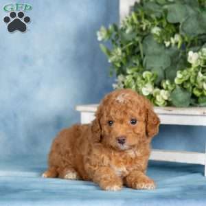 Buster, Miniature Poodle Puppy