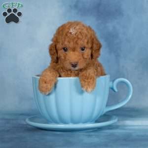 Buster, Miniature Poodle Puppy