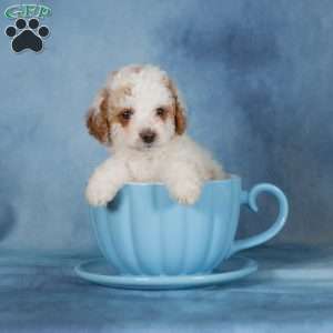 Caramel, Miniature Poodle Puppy