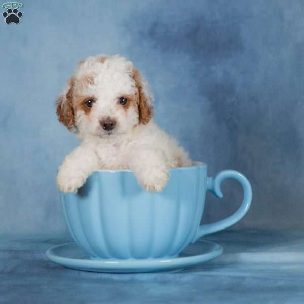 Caramel, Miniature Poodle Puppy