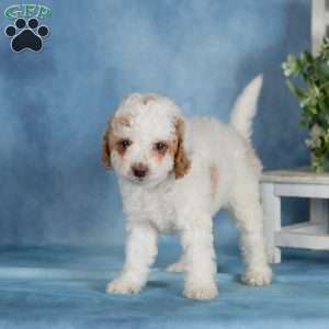 Caramel, Miniature Poodle Puppy