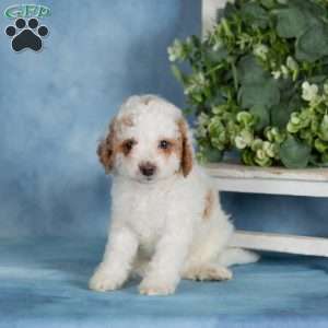 Caramel, Miniature Poodle Puppy