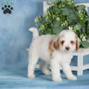 Caramel, Miniature Poodle Puppy