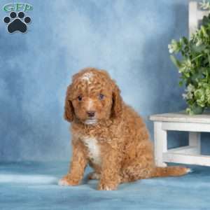 Brady, Miniature Poodle Puppy