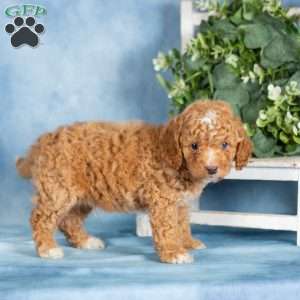 Brady, Miniature Poodle Puppy