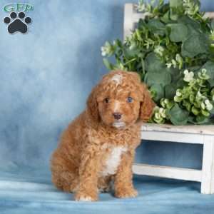 Brady, Miniature Poodle Puppy
