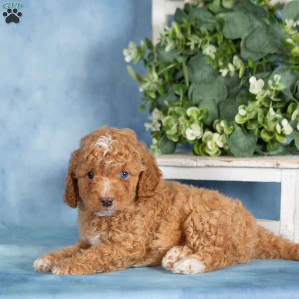 Brady, Miniature Poodle Puppy