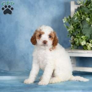 Butterscotch, Miniature Poodle Puppy