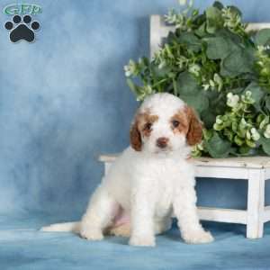 Butterscotch, Miniature Poodle Puppy
