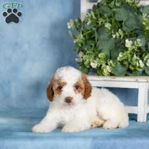 Butterscotch, Miniature Poodle Puppy