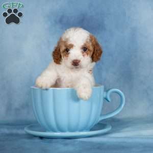 Butterscotch, Miniature Poodle Puppy