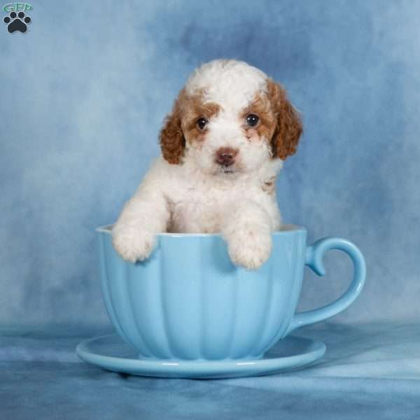 Butterscotch, Miniature Poodle Puppy