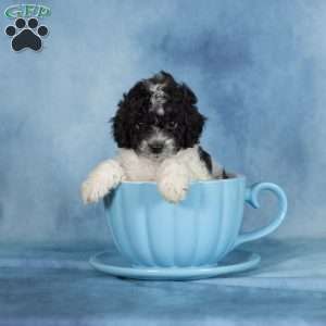 Buttons, Miniature Poodle Puppy
