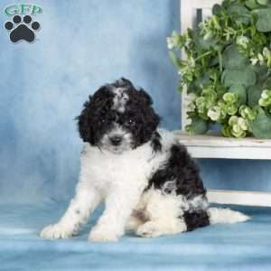 Buttons, Miniature Poodle Puppy