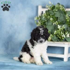 Buttons, Miniature Poodle Puppy