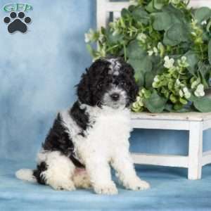 Buttons, Miniature Poodle Puppy