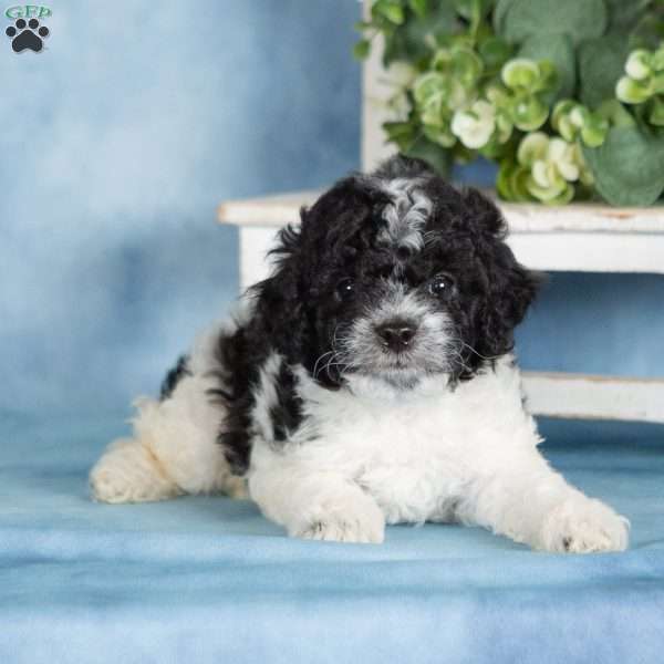 Buttons, Miniature Poodle Puppy