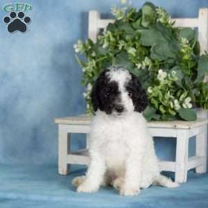 Chocolate, Miniature Poodle Puppy