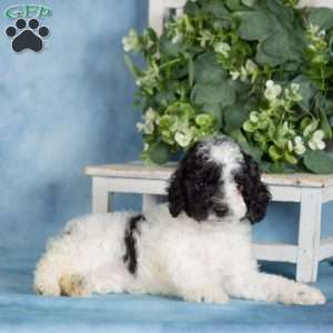 Chocolate, Miniature Poodle Puppy