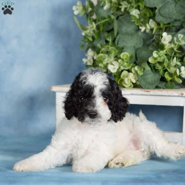 Chocolate, Miniature Poodle Puppy