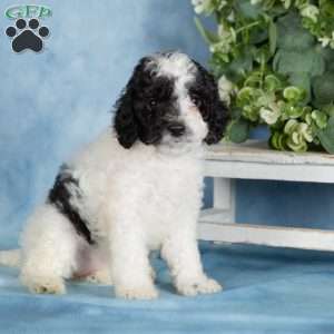 Chocolate, Miniature Poodle Puppy