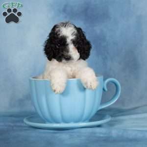Chocolate, Miniature Poodle Puppy
