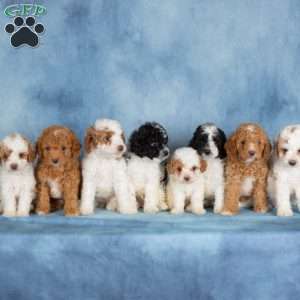 Chocolate, Miniature Poodle Puppy