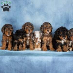 Charlie, Miniature Poodle Puppy