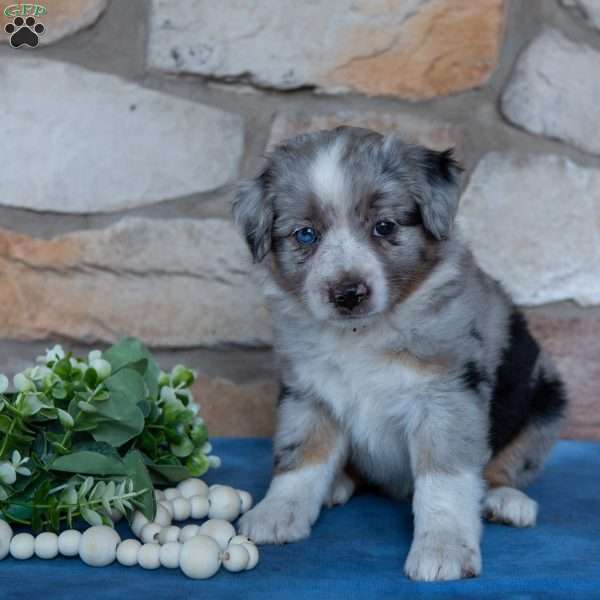 Tara, Miniature Australian Shepherd Puppy