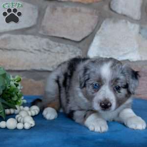 Tara, Miniature Australian Shepherd Puppy
