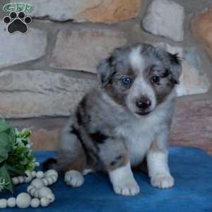 Tara, Miniature Australian Shepherd Puppy