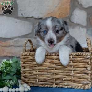 Tara, Miniature Australian Shepherd Puppy