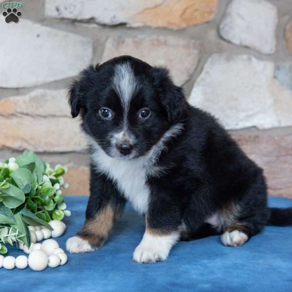 Tessa, Miniature Australian Shepherd Puppy