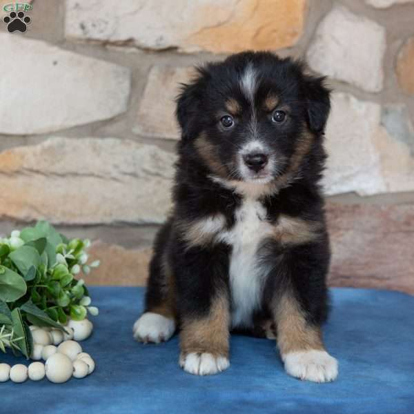 Tasha, Miniature Australian Shepherd Puppy