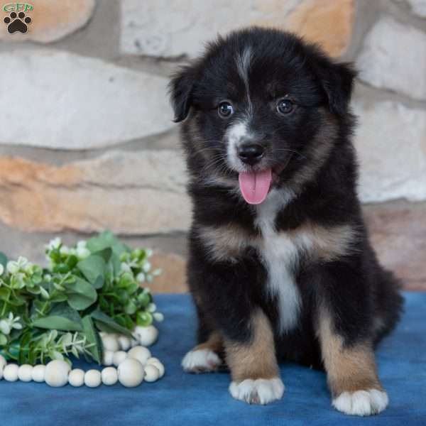 Twinkle, Miniature Australian Shepherd Puppy